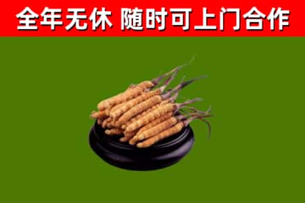 平邑烟酒回收冬虫夏草.jpg